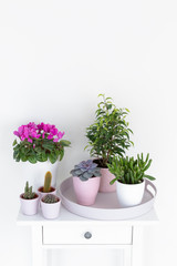 Plants in pink and white pots stand on a white wooden table. Cacti, succulents and ficus.