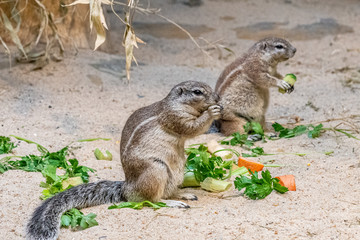closeup of american squirrels being fed in the zoo of Frankfurt, germany