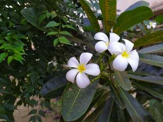 White azalea flowers, light green leaves in the morning