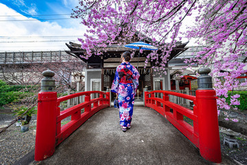 Women in traditional japanese kimono walking on bridge in the cherry blossom season.
