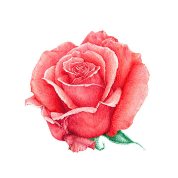 Red rose flower close up watercolor illustration. Realistic blooming flower image. Close up scarlet rose blossom. Hand drawn floral elemet isolated on white background.