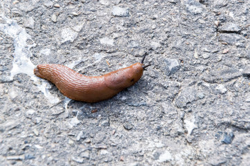 slug on hot asphalt Nudibranchiae