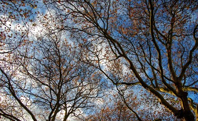 Fototapeta premium tree in autumn