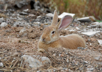 Low angle view of a really pretty and cute bunny rabbit with big ears and a leaf in mouth standing on the field.Blurred background