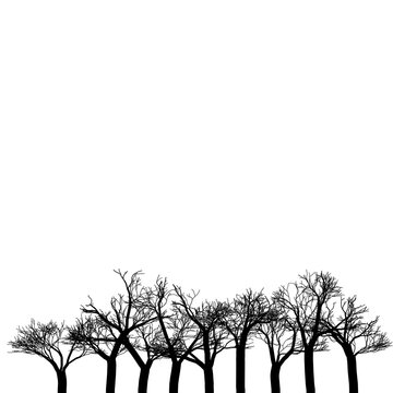 Vector trees background. Black and white texture. Natural backdrop. Plants image. Park illustration. Simple flat logo. Winter landscape. Branches silhouette. Gothic view.
