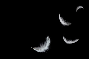 Soft white feathers floating in the air, black background