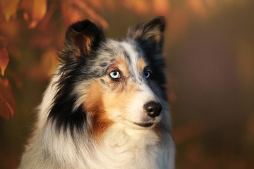 Sheltie im Herbst Portrait