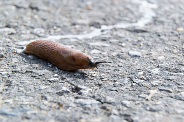slug on hot asphalt Nudibranchiae