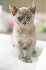 gray burmese kitten lies on a pillow at home