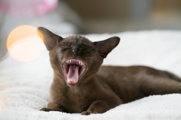 Fototapeta na wymiar brown burmese kitten lies on a pillow at home and laughs