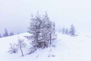 Fototapeta premium Winter landscape with the sunrise in the Ukrainian Carpathian Mountains, with fogs and beautiful colors.