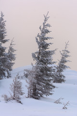 Winter landscape with the sunrise in the Ukrainian Carpathian Mountains, with fogs and beautiful colors.