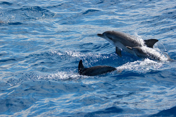 Delfine Delfinfamilie Delfin Familie - 303324823