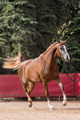 Yegua árabe trotando en un concurso