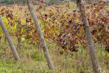 Vigneto di Alicante in autunno