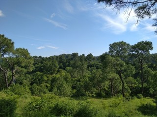 trees and blue sky