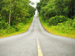 Road in forests, The nature road in Thailand, Summer Country Road With Trees Beside Concept, Road nature.
