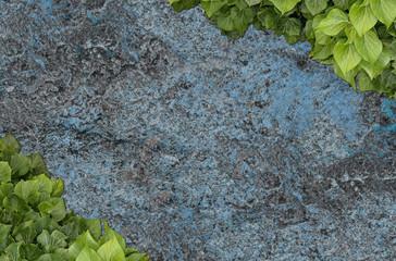 Old painted concrete wall creeper vines, ivy. Vintage panoramic banner background.