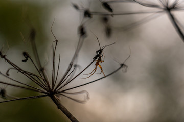 closeup of a spider waiting for prey on a dry ammi majus flower, wetzlar, germany