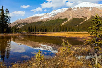 Fototapeta premium Lake overgrown with yellowed grass