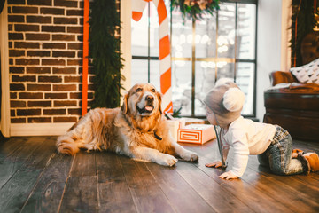 Friendship man child and dog pet. Theme Christmas New Year Winter Holidays. Baby boy crawling learns walk wooden floor decorated interior of house and best friend dog breed Labrador golden retriever