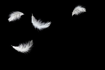 Soft white feathers floating in the air, black background with copy space