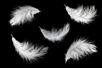 Set of white feathers isolated on black background