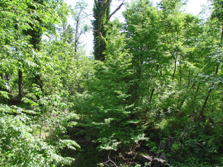 Fototapeta premium A natural picture of a mountain forest on a slope of a rocky hill under the rays of the sun that barely makes its way through the thick of the branches.