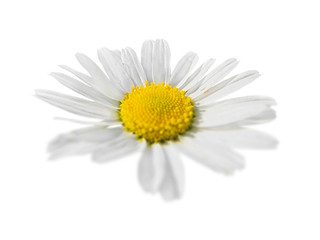 Beautiful chamomile flower isolated on a white background