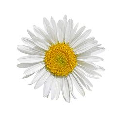 Beautiful chamomile flower isolated on a white background