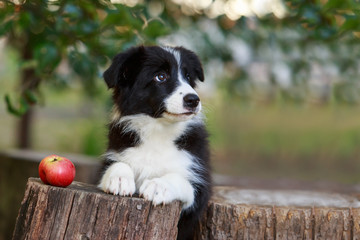 Dog breed Border Collie