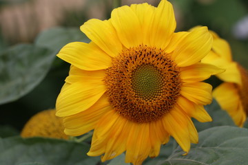 Sunflower