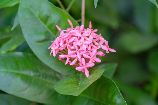 Pink Ixora flowers in the morning