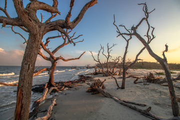 Driftwood Beach auf Jekyll Island