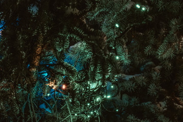 Fototapeta na wymiar christmas tree