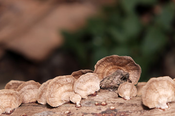wild mushrooms on a tree