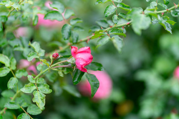 Obraz na płótnie Canvas A beautiful pink rose in the garden. Rose Background.