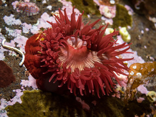 anemone in the Japanese sea
