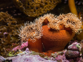 anemone in the Japanese sea