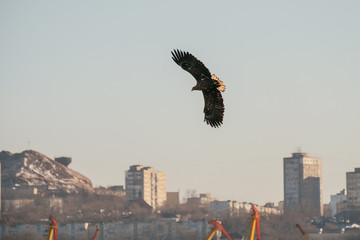 eagle in flight