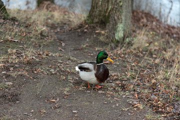 photo of a Beautiful duck in the wild.