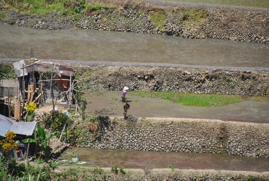 La riziculture