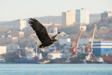 Fototapeta na wymiar white tail eagle