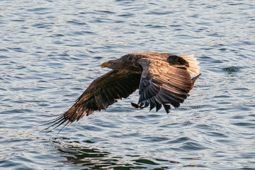 eagle in flight