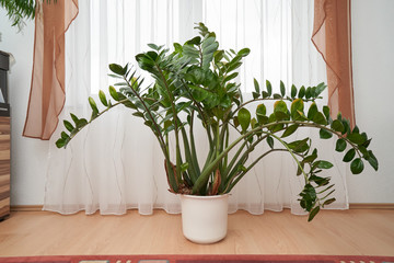 A large Zamiaculcas flower stands on the floor against the background of a window with a curtain