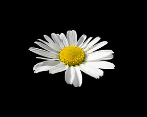 Beautiful chamomile flower isolated on a black background