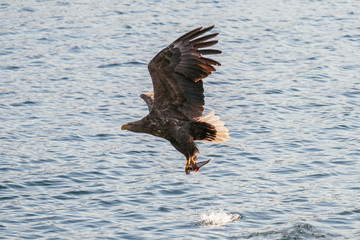 eagle in flight