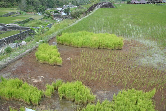 Etapes de la riziculture
