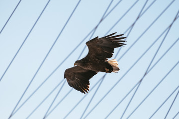 eagle in flight