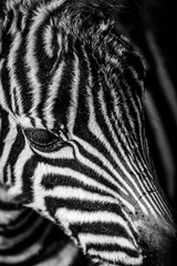 Obraz na płótnie Canvas Close-up zebra